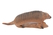 Longlife  Armadillo   - afb. 3