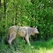 Timber Wolf - afb. 2